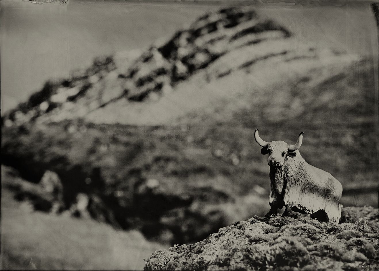 Wild Yak Kunoy Faroe islands